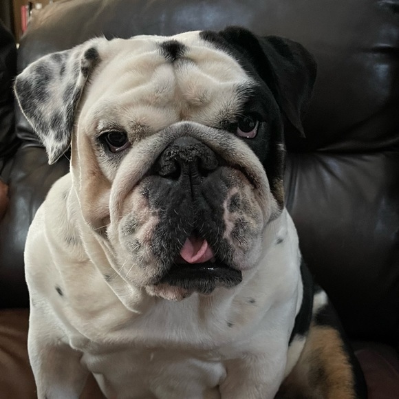 Meet your Posher, Tamara - Picture 1 of 3